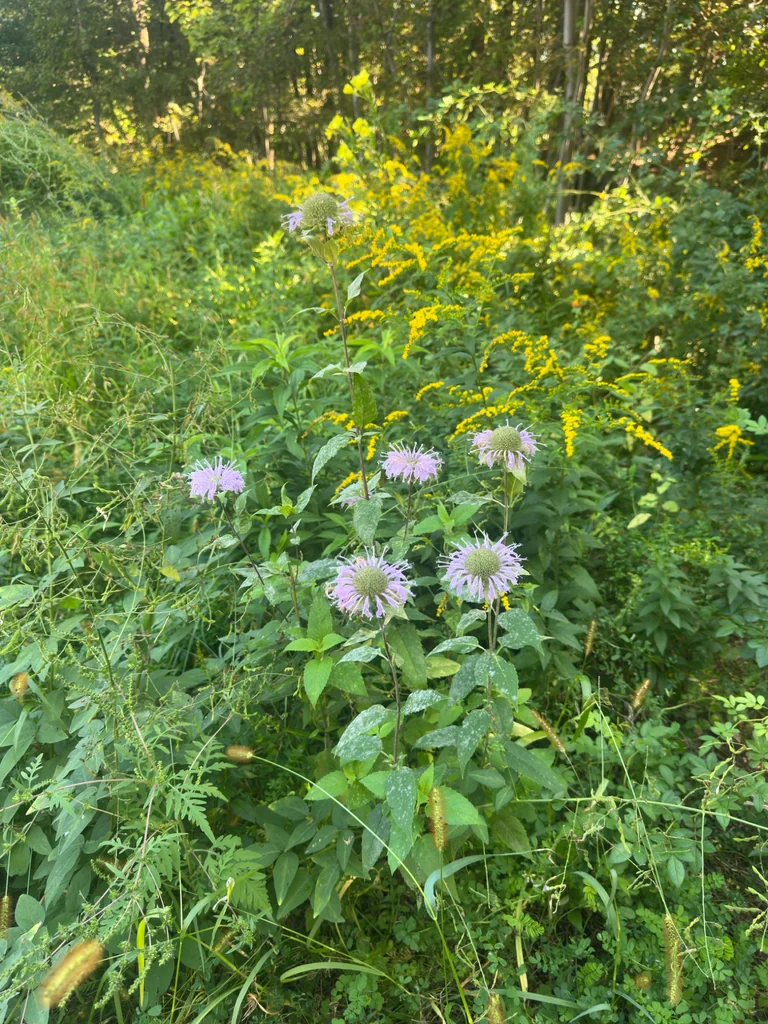 Monarda fistulosa