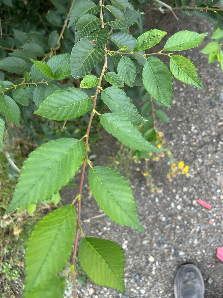 Ulmus Pumila