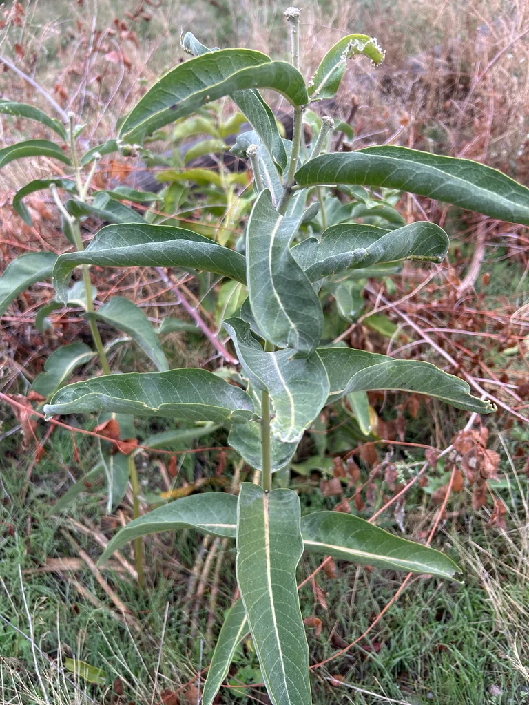 Asclepias Speciosa