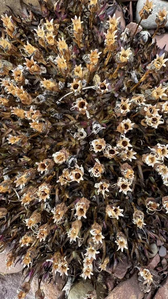 Silene Acaulis