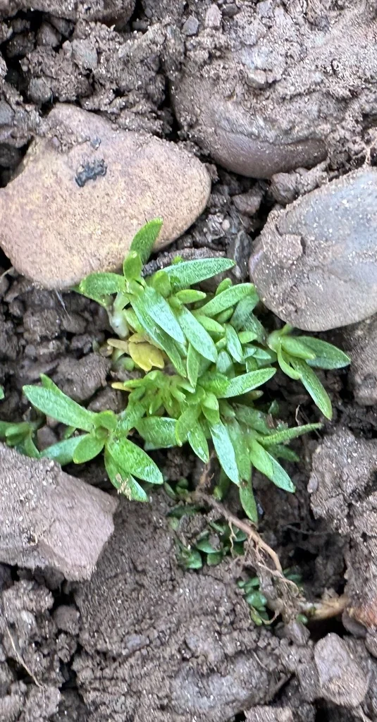 Silene Acaulis