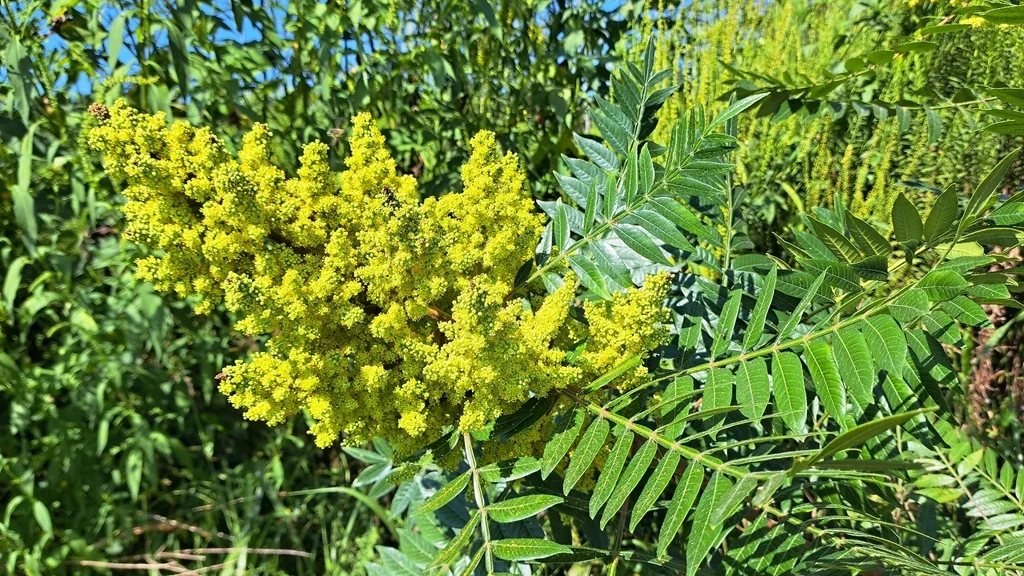 Rhus Copallina