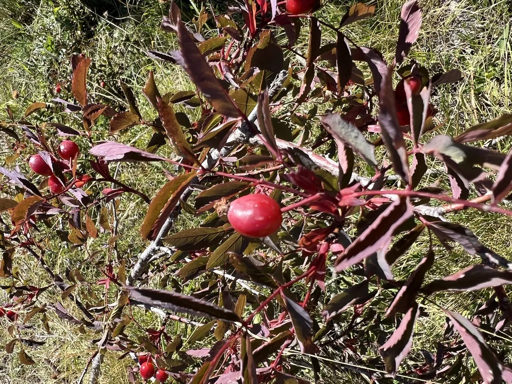 Rosa Glauca