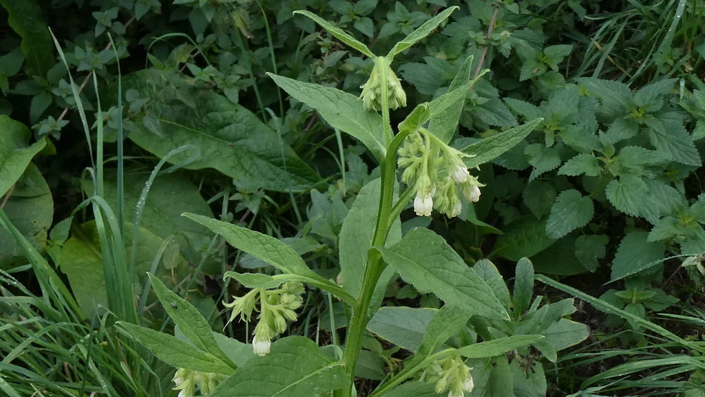 Symphytum Officinale