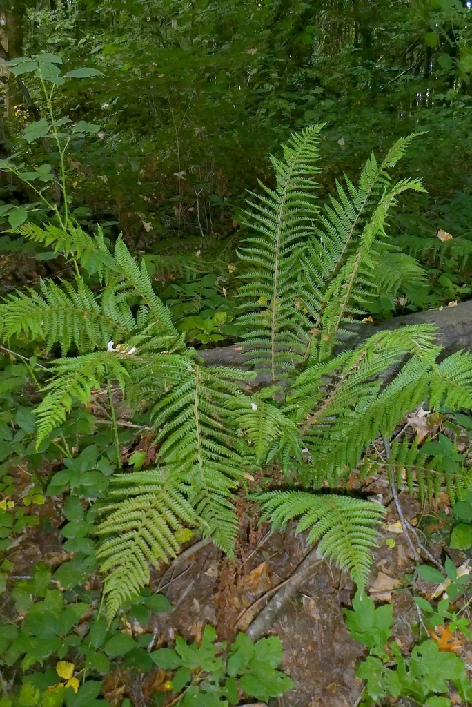 Polystichum Setiferum