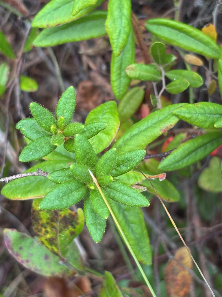 Rhododendron Groenlandicum