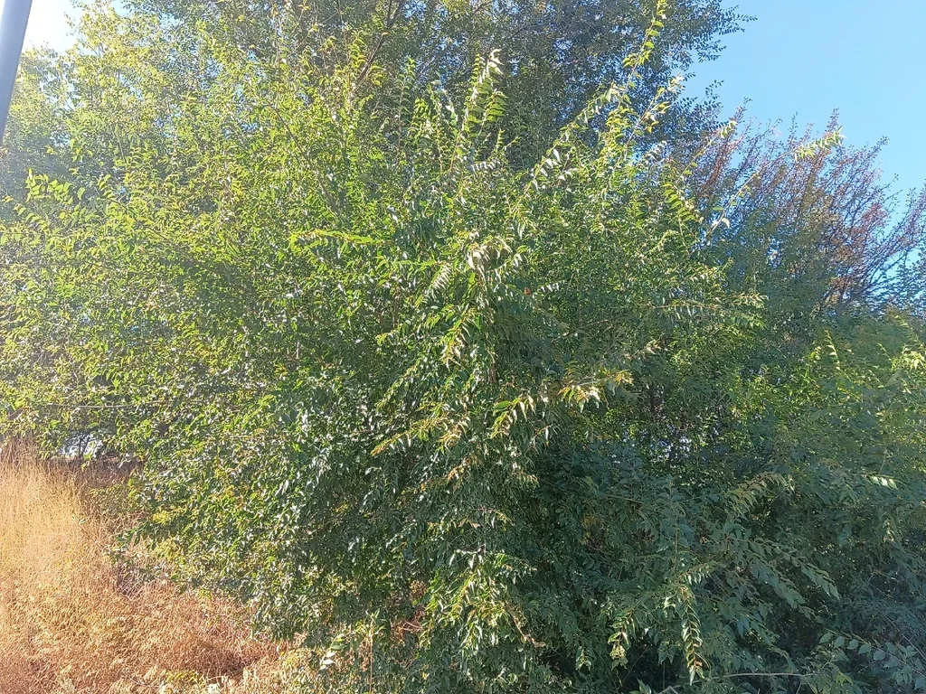 Ulmus Pumila
