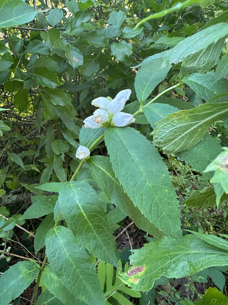 Chelone Glabra