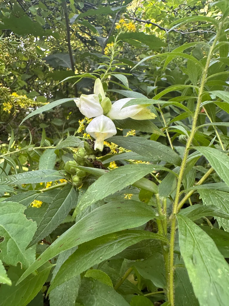 Chelone Glabra