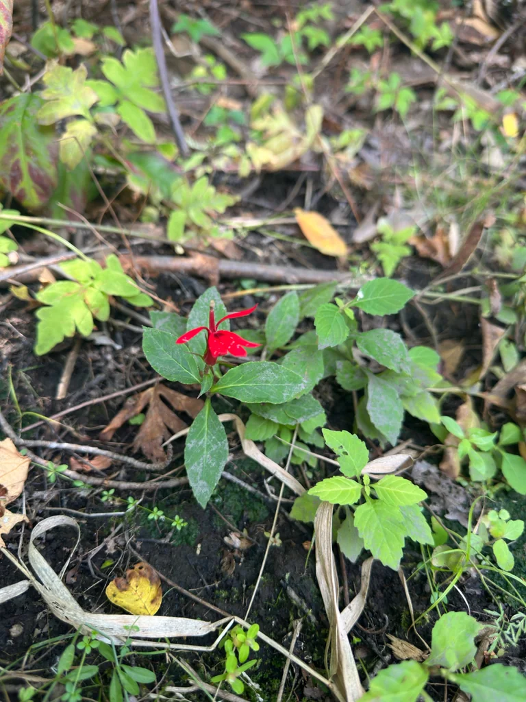 Lobelia Cardinalis