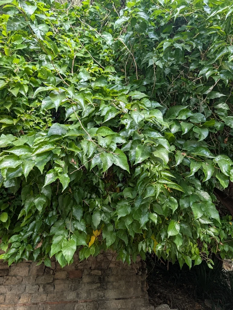 Maclura Pomifera