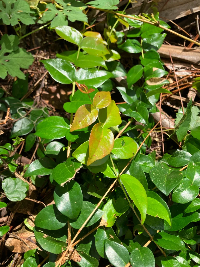 Eugenia Uniflora
