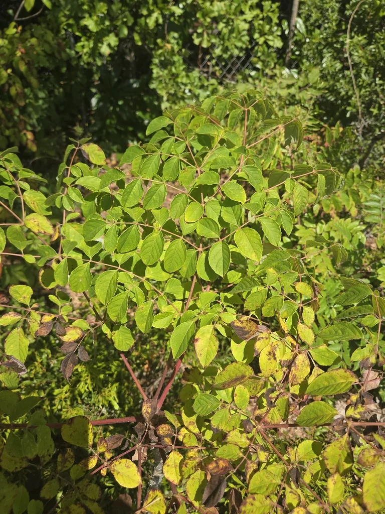 Aralia Spinosa