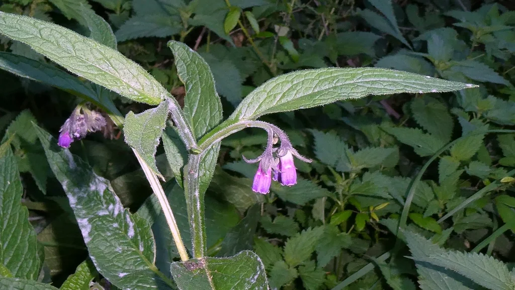 Symphytum Officinale