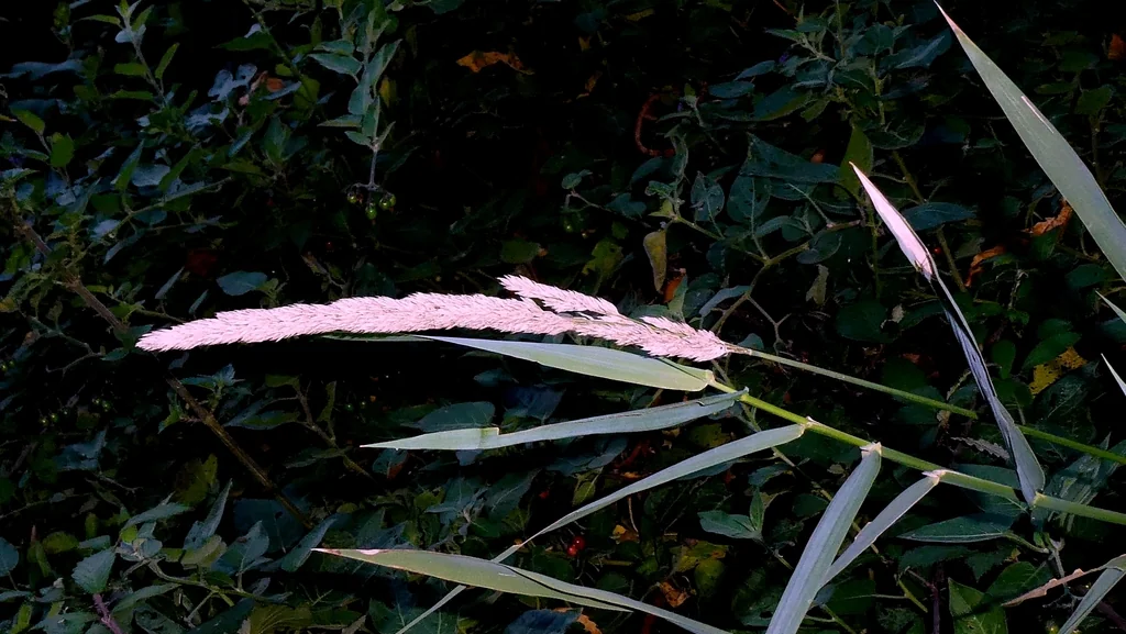 Phalaris Arundinacea Picta