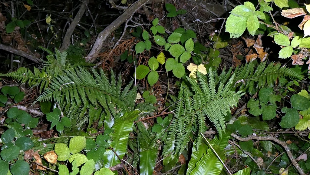 Polystichum Setiferum