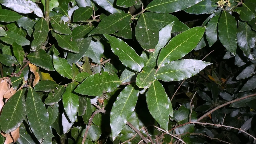 Laurus Nobilis