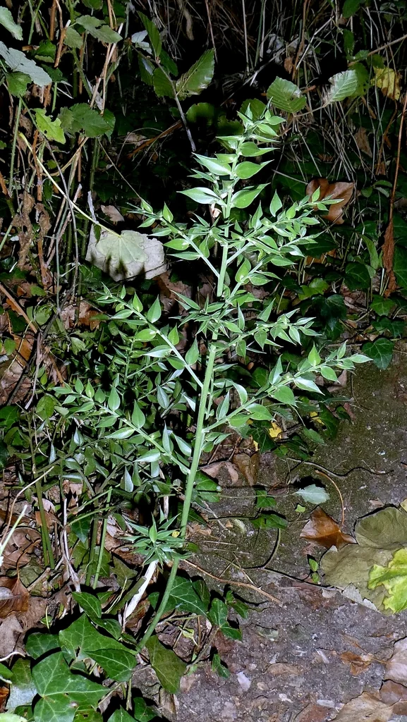 Ruscus Aculeatus