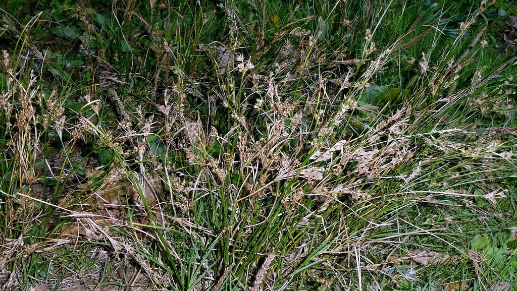 Juncus Tenuis