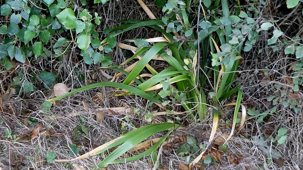 Iris Foetidissima