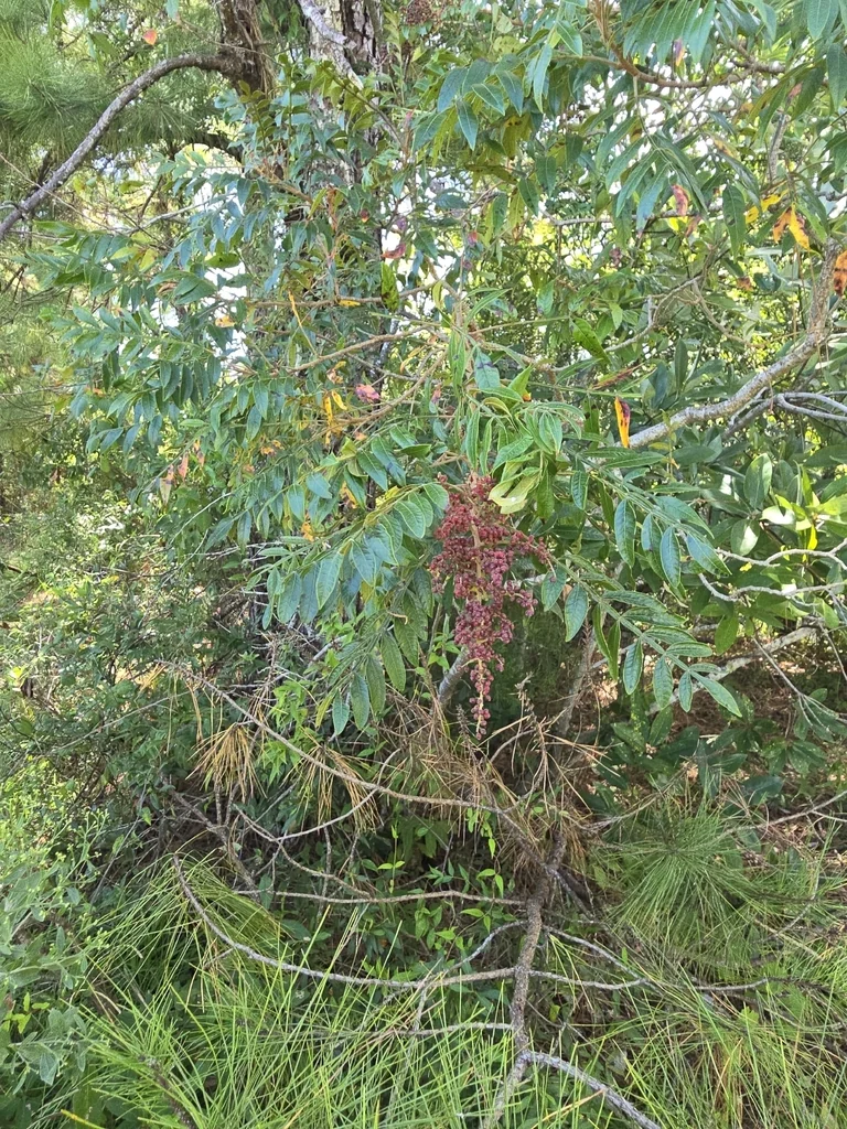 Rhus Copallina