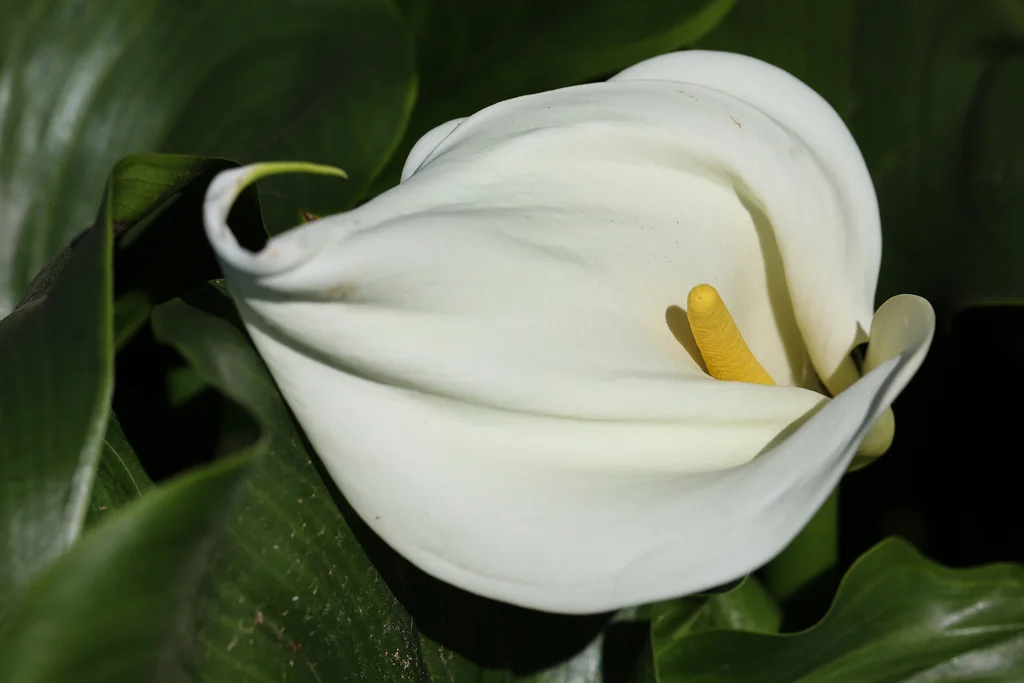 Zantedeschia Aethiopica