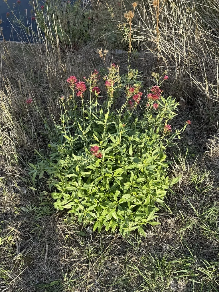 Centranthus Ruber