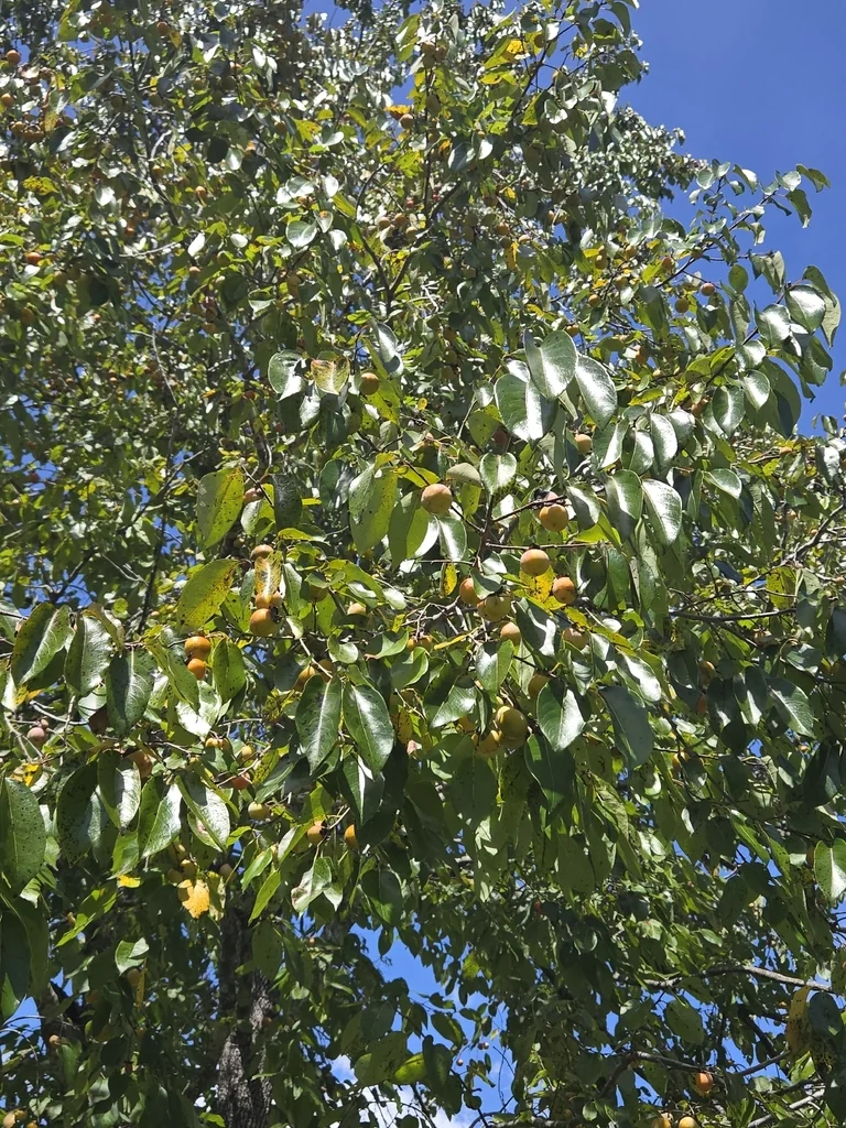 Diospyros Virginiana