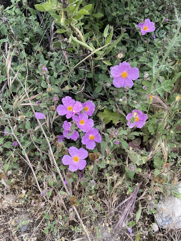 Cistus Creticus