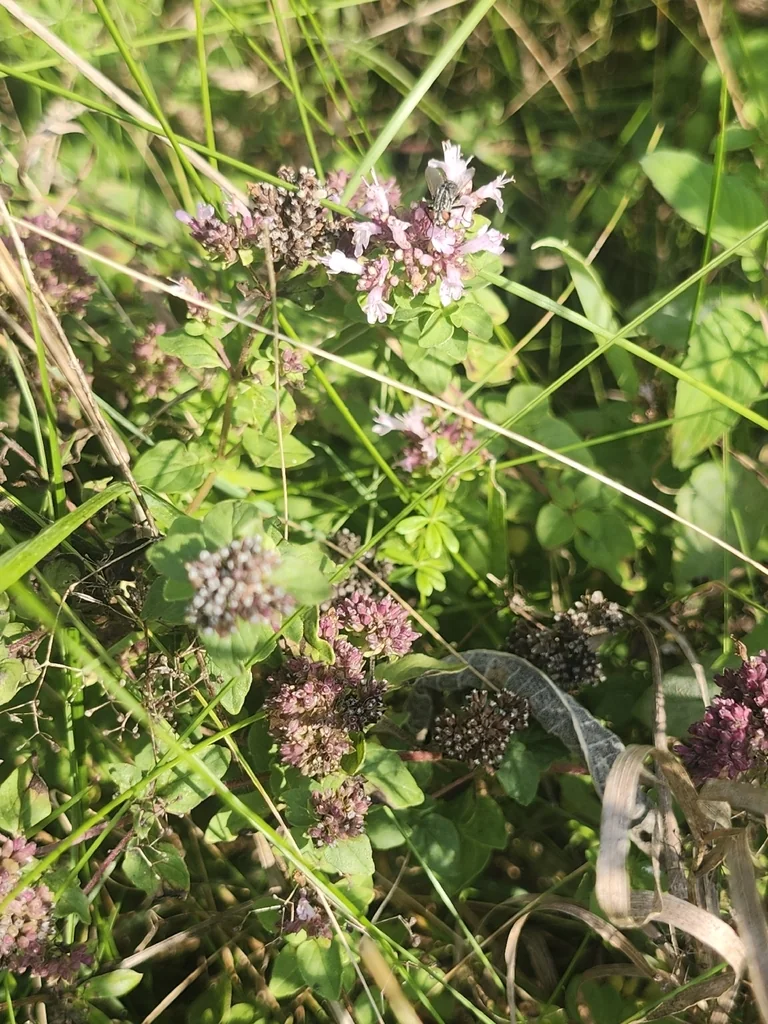 Origanum Vulgare
