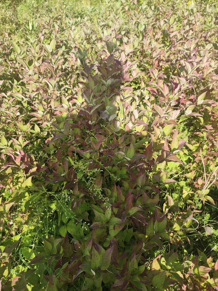 Cornus Racemosa