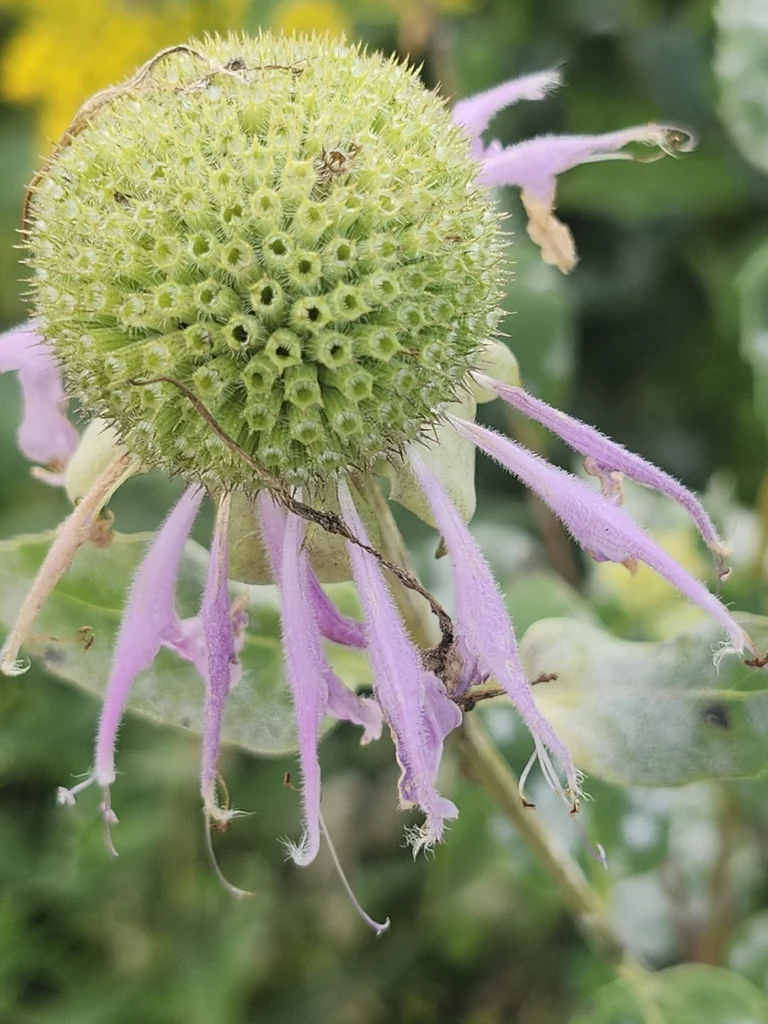 Monarda fistulosa