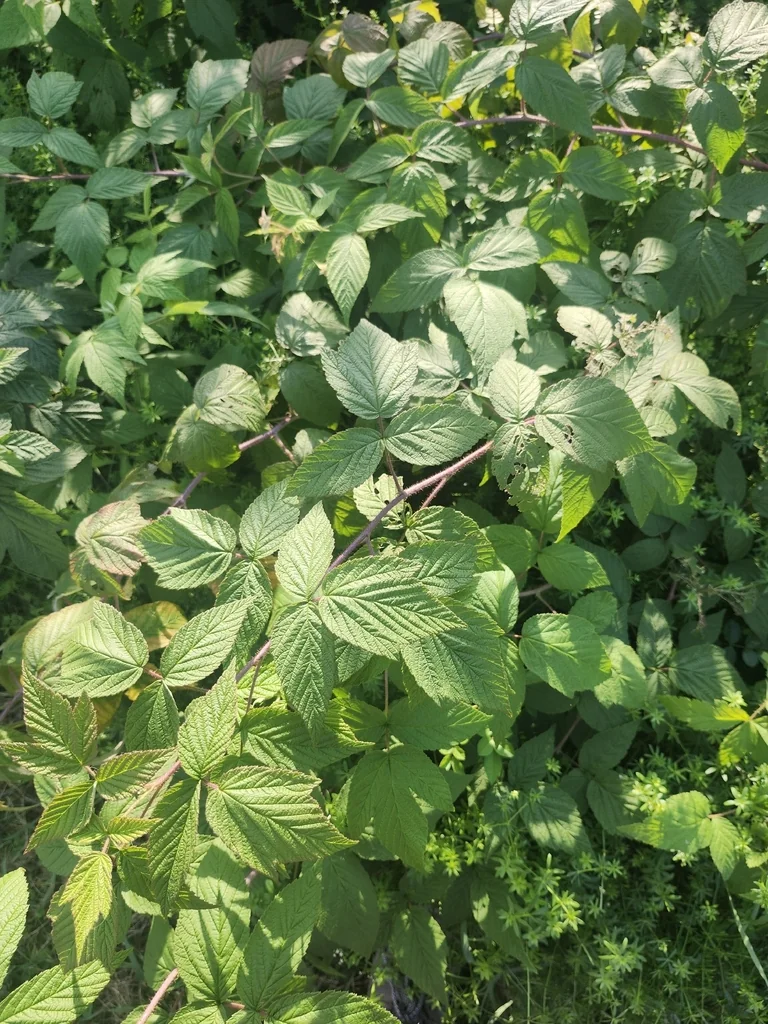 Rubus Idaeus