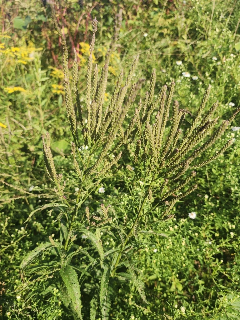 Verbena Hastata