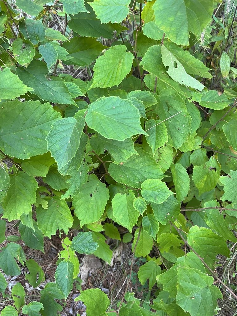 Corylus Americana