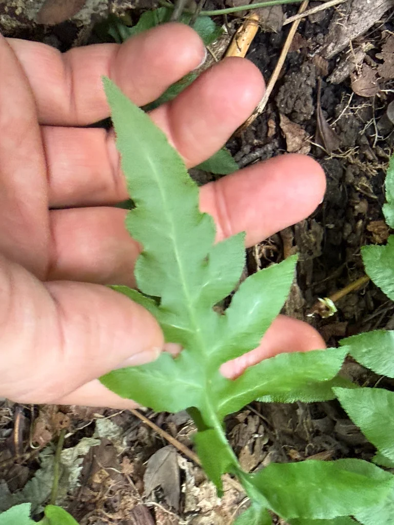 Woodwardia Areolata