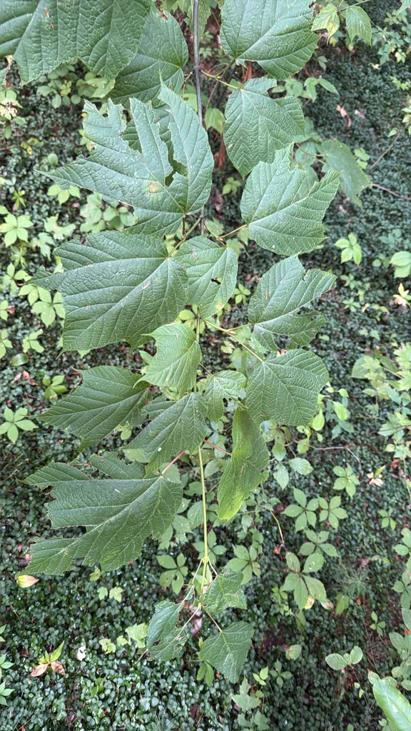 Acer Pensylvanicum