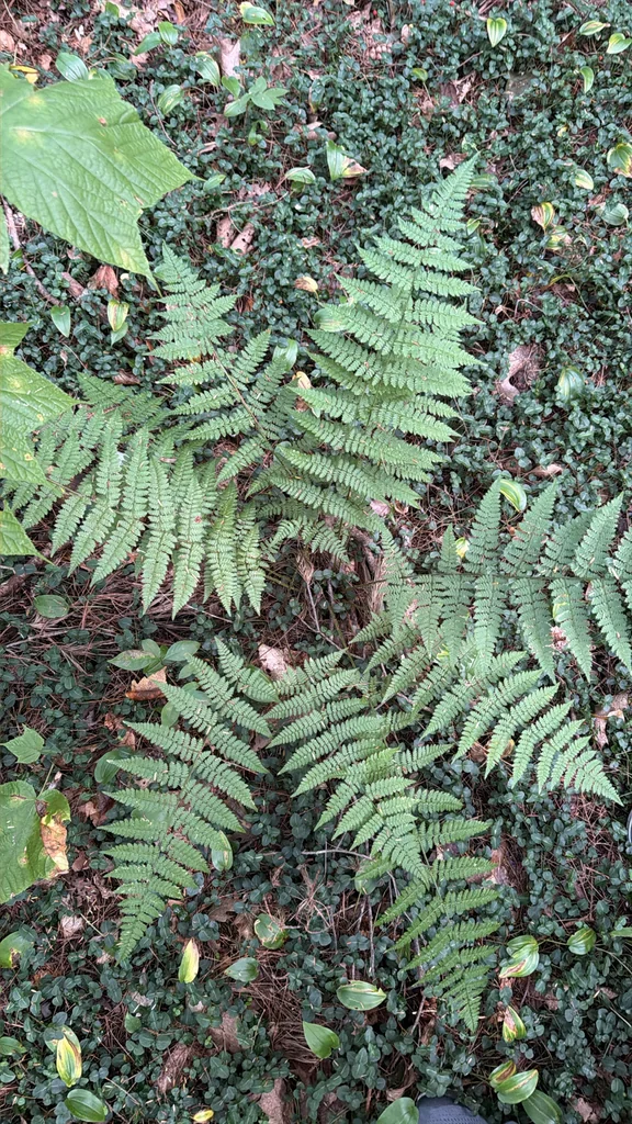Dryopteris Intermedia