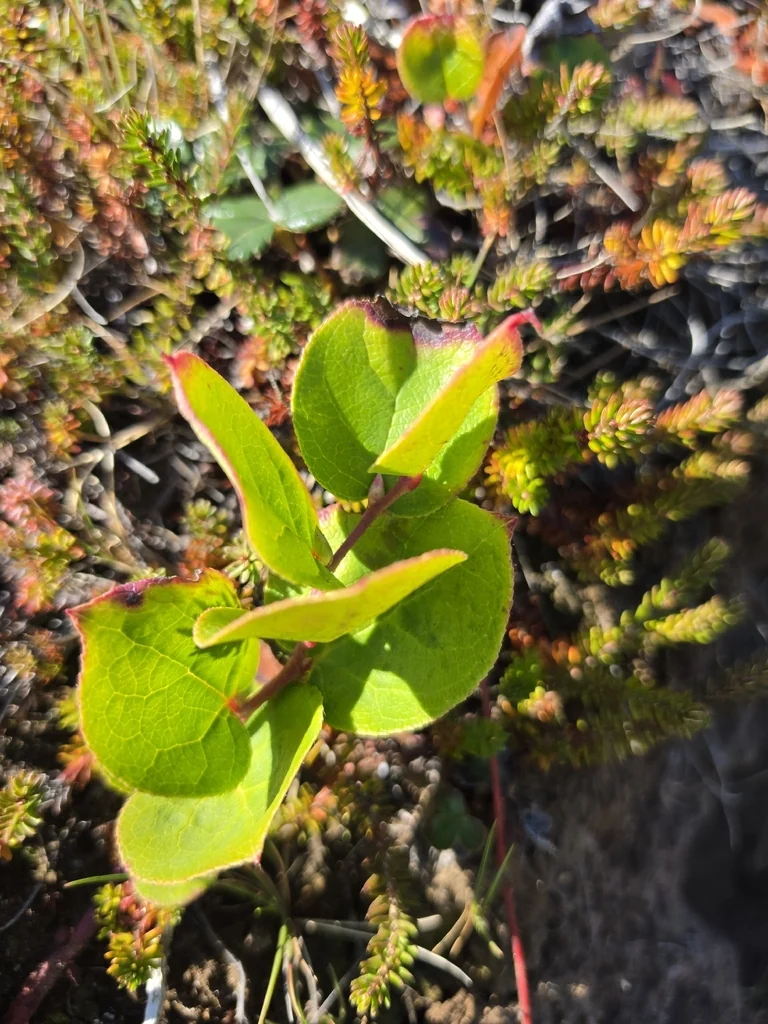 Gaultheria Shallon
