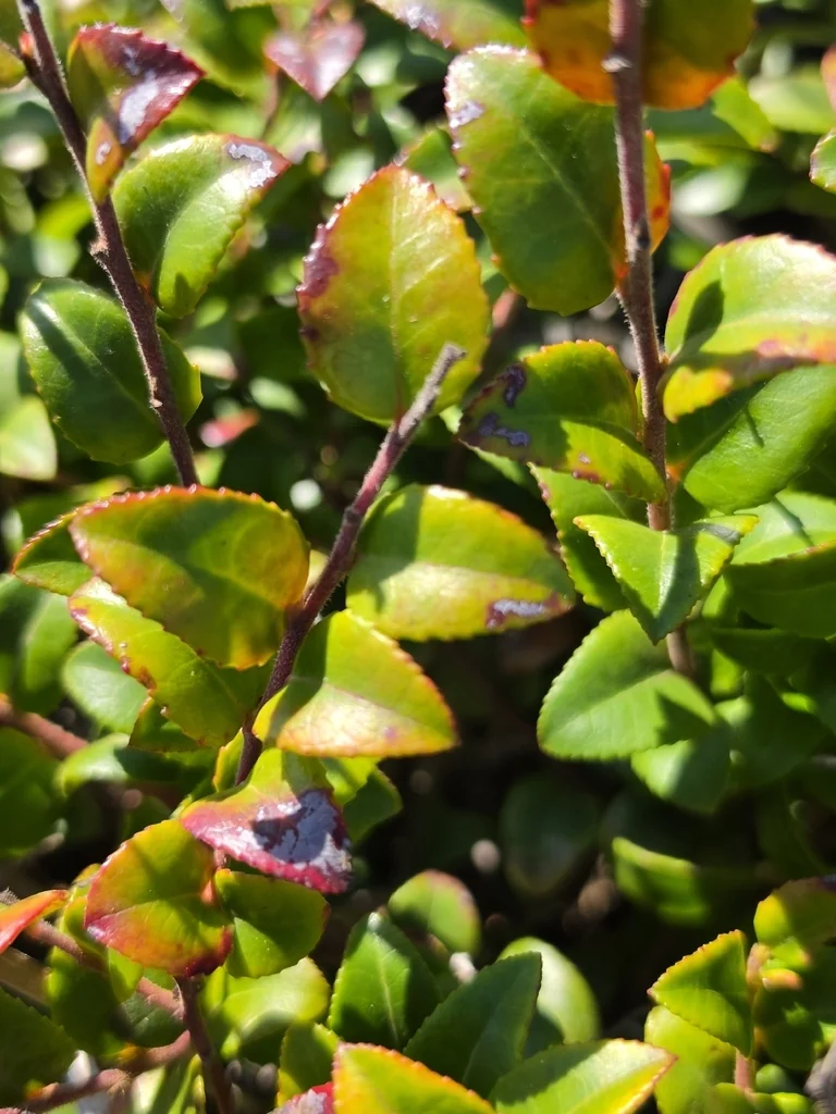 Vaccinium Ovatum