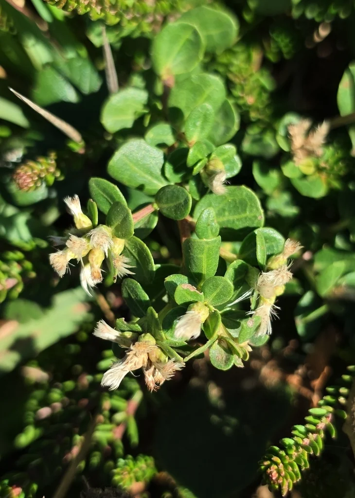 Baccharis Pilularis