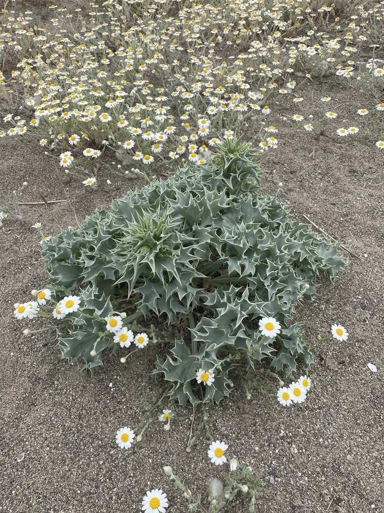 Eryngium Maritimum