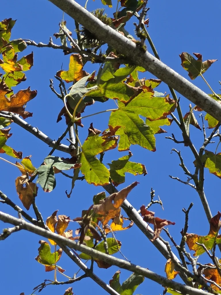Acer Macrophyllum