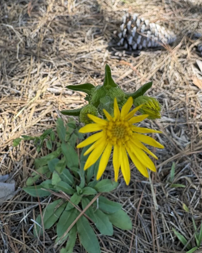 Chrysopsis Mariana