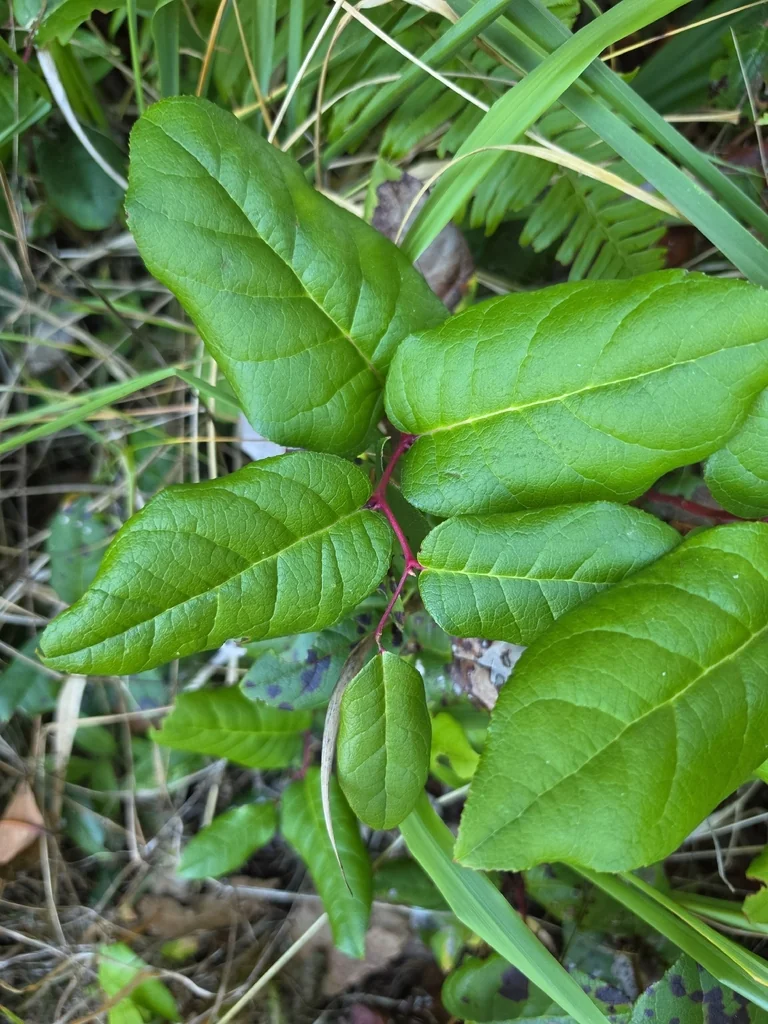 Gaultheria Shallon