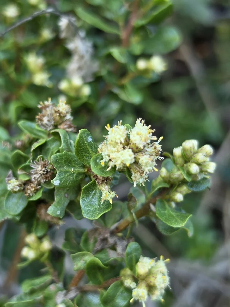 Baccharis Pilularis