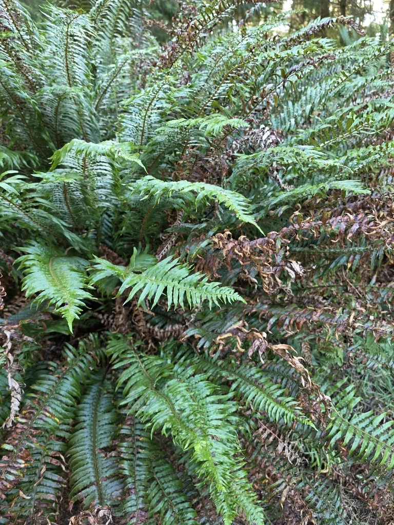 Polystichum Munitum