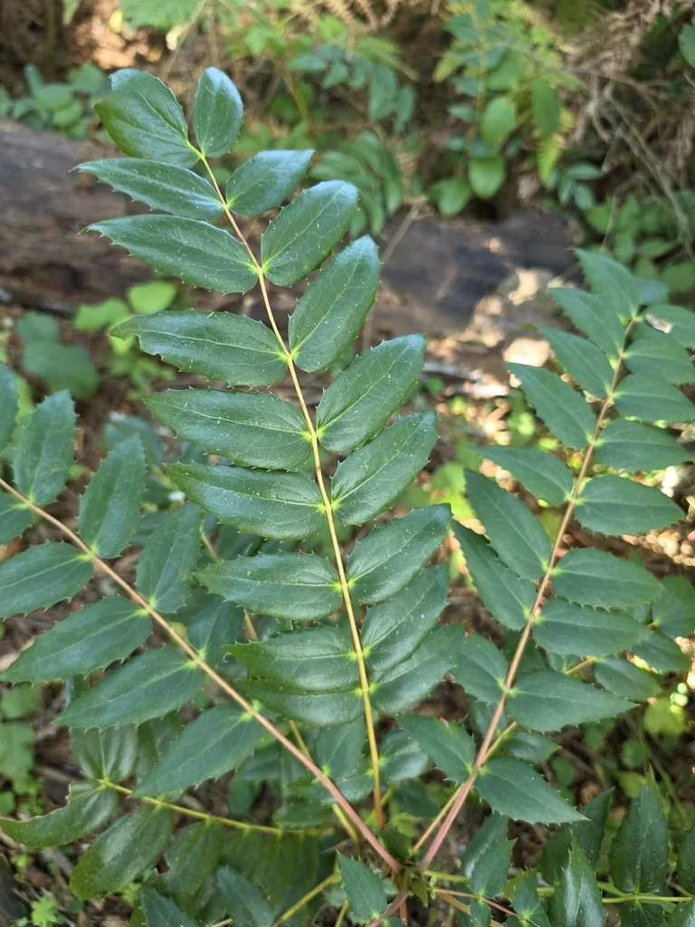 Berberis Nervosa