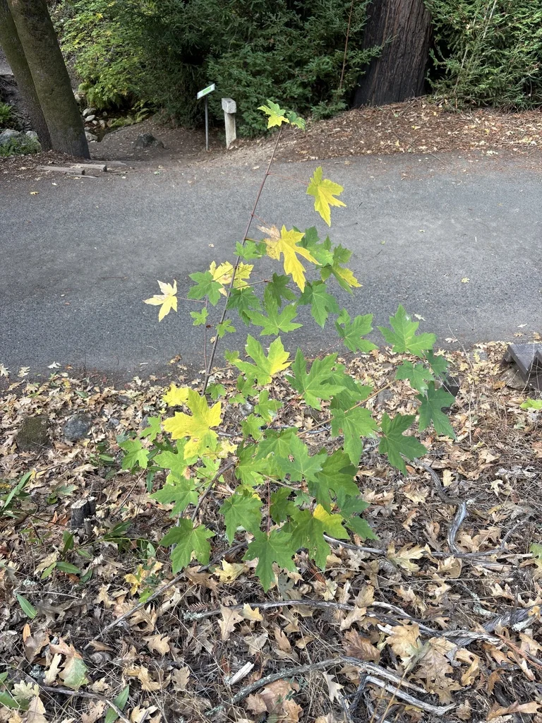 Acer Macrophyllum