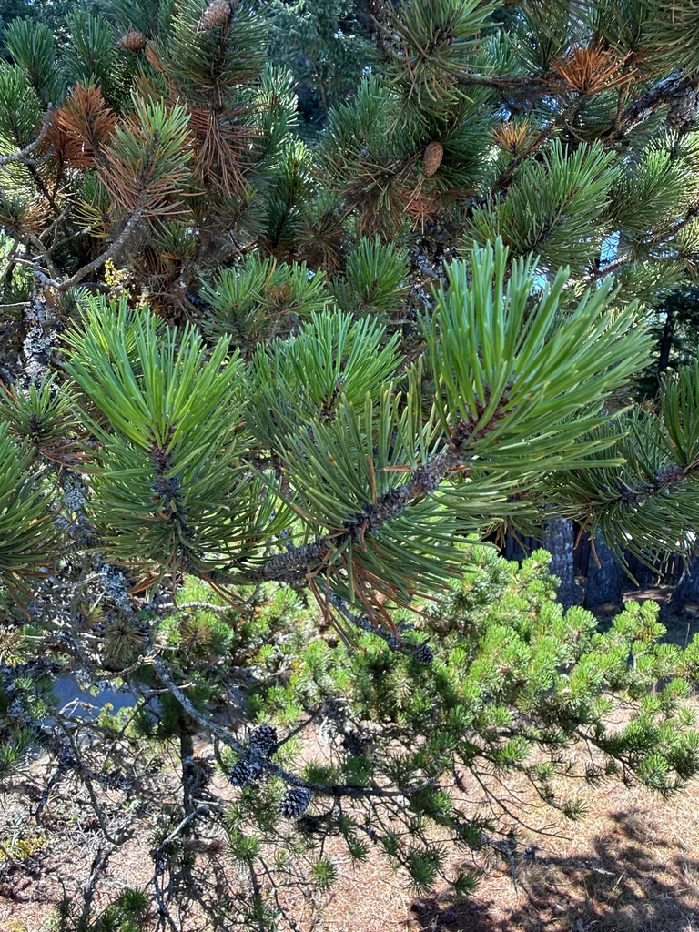 Pinus Contorta